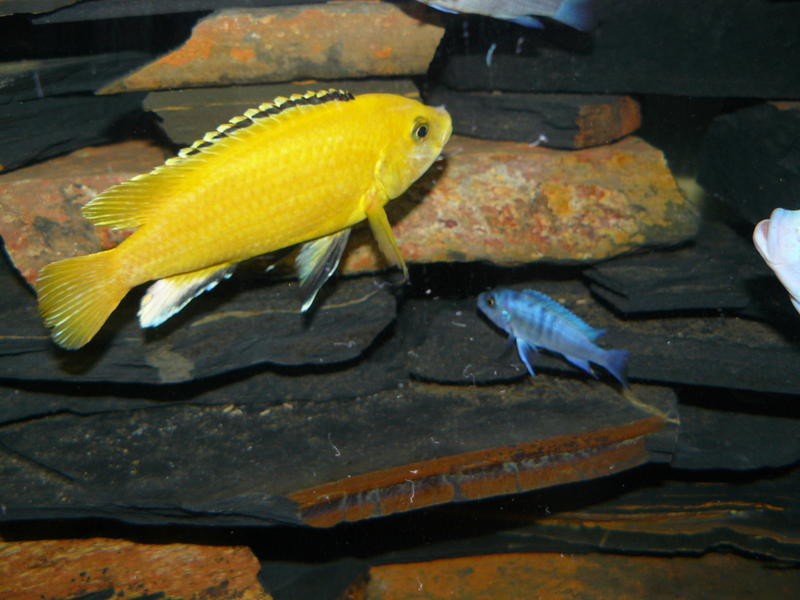2013-02-19 malawi tank shots (11).jpg