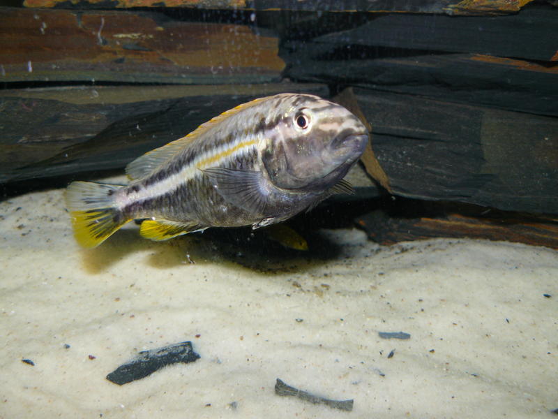 2013-02-19 malawi tank shots (18).jpg