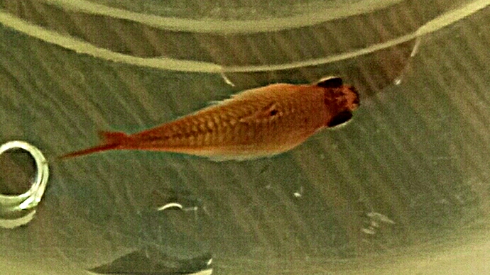2021-02-02_17.25.02.jpg