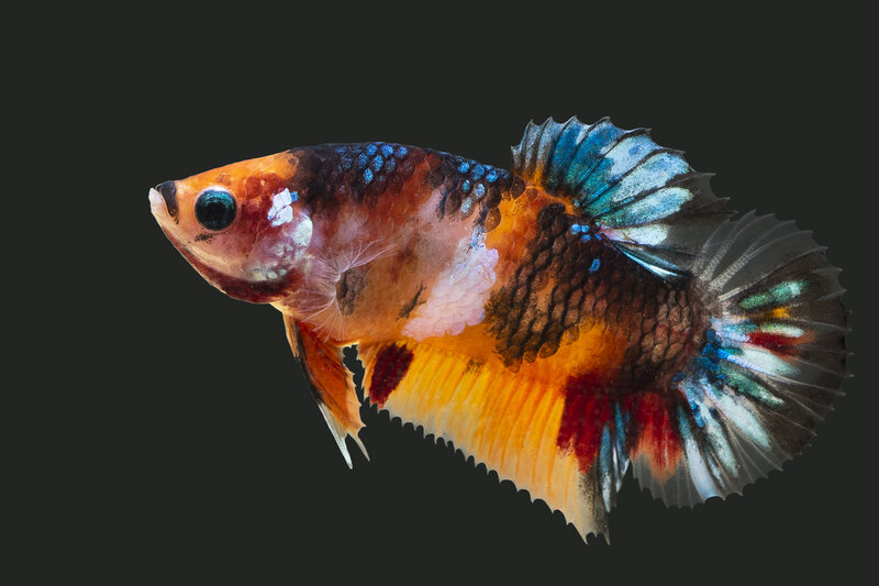 _X0C4740.jpg