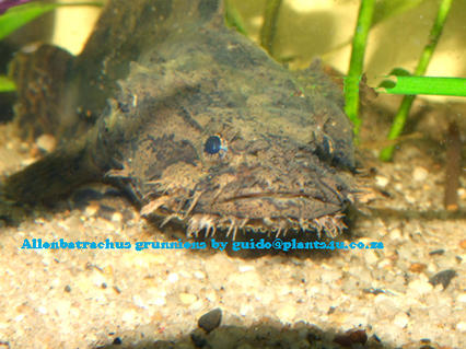 Allanbatrachus grunniens 4web 6375.jpg