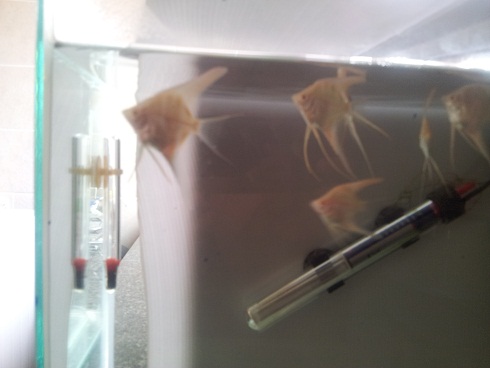 angel babies.jpg