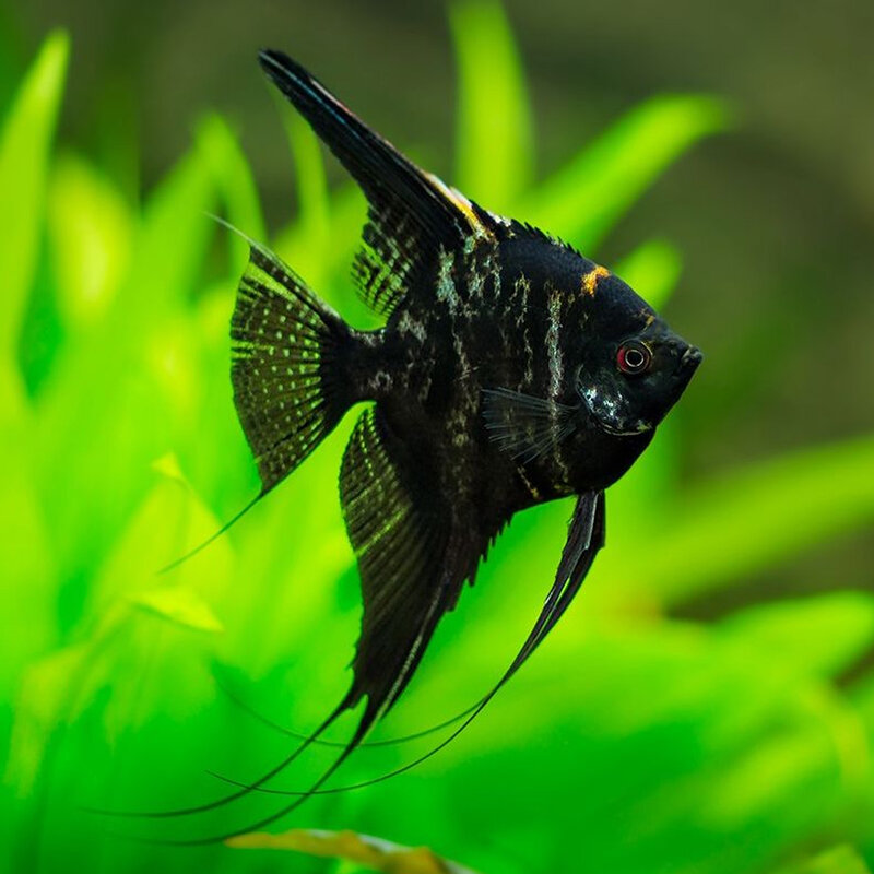Angelfish-Dark-Marble.jpg