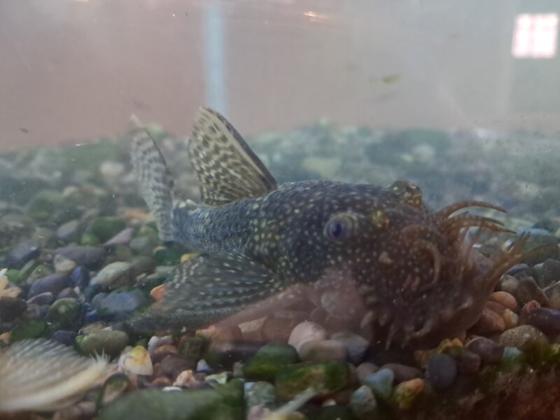 Ansistrus 11 20260810_140402.jpg