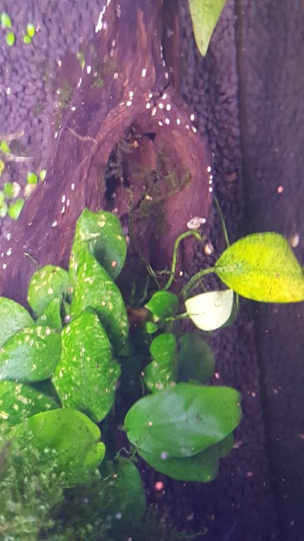 Anubias.jpg