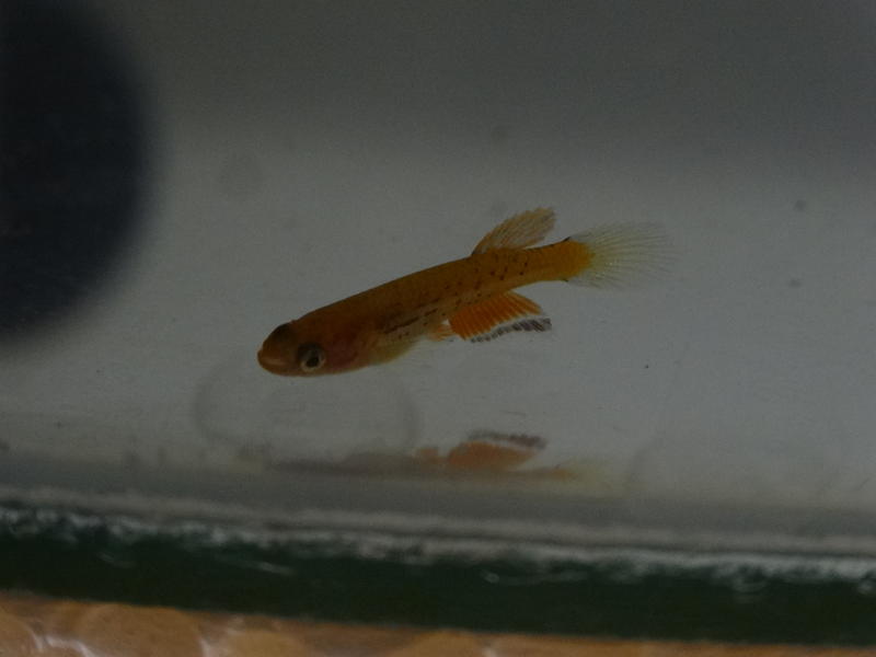Aphyosemion Australe Orange 10-9-13.jpg