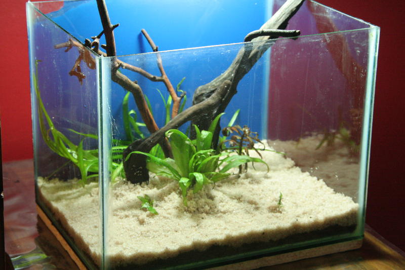 Aqua Scape Nano 013.jpg