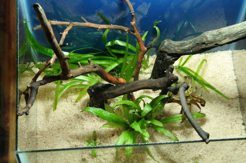 Aqua Scape Nano 014.jpg