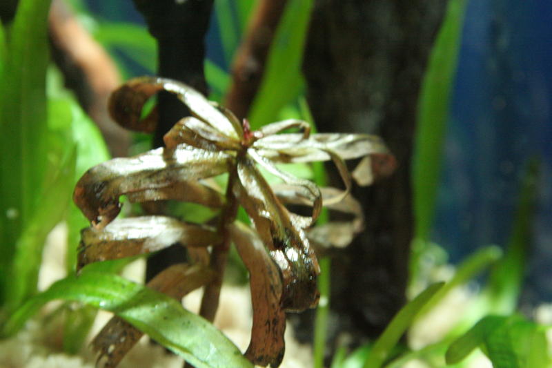 Aqua Scape Nano 020.jpg