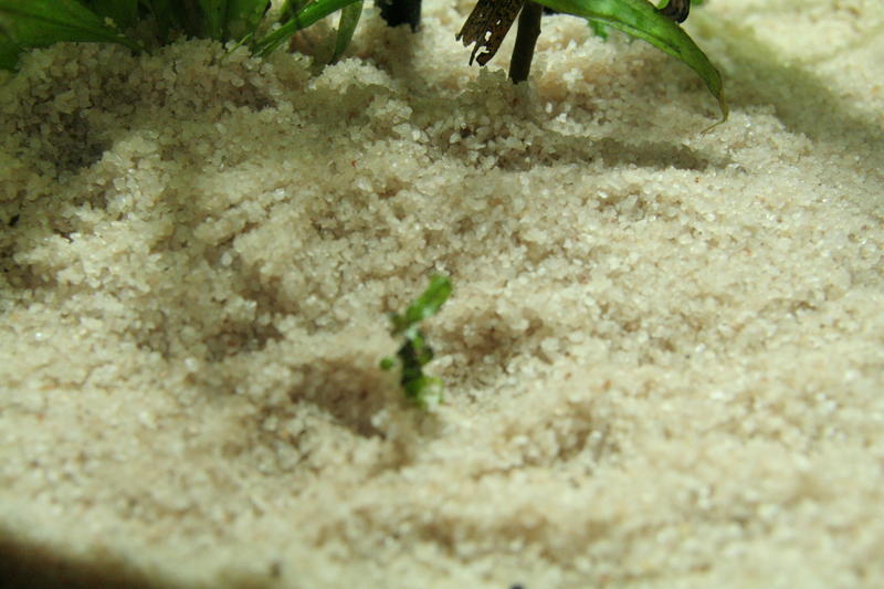 Aqua Scape Nano 021.jpg