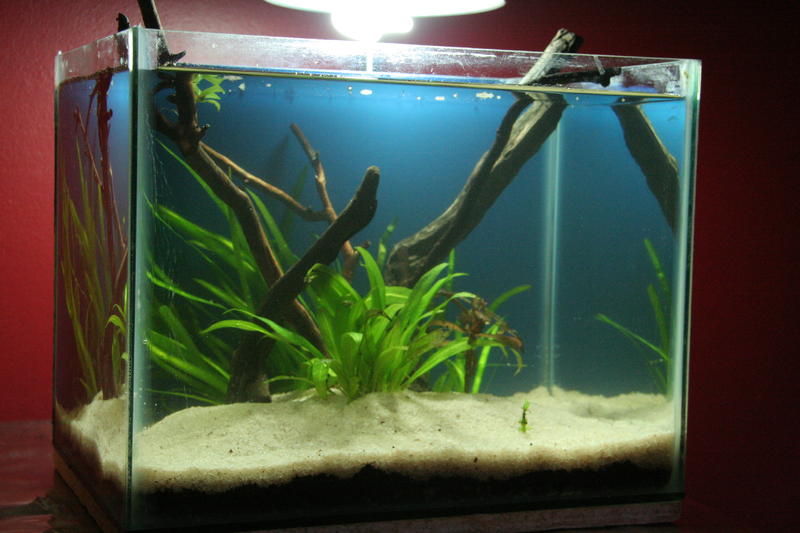 Aqua Scape Nano 027.jpg