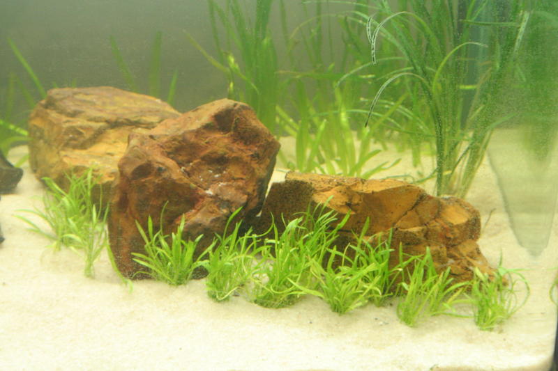 Aqua Scape Nano 036.jpg