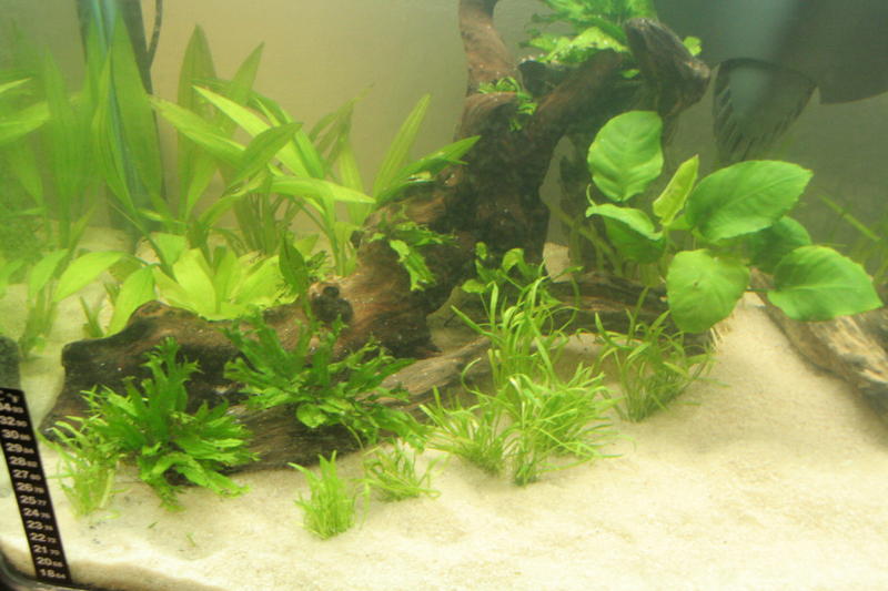 Aqua Scape Nano 037.jpg