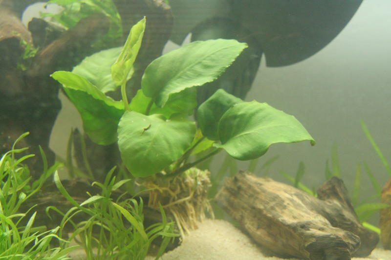 Aqua Scape Nano 038.jpg