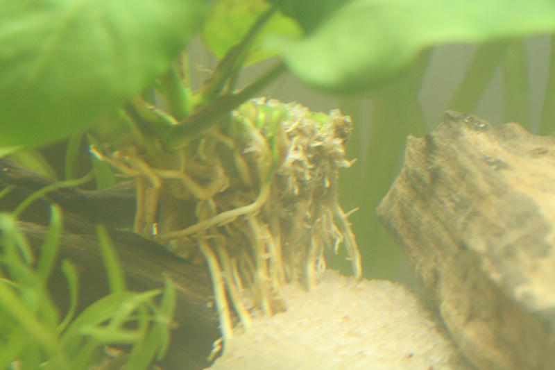 Aqua Scape Nano 043.jpg