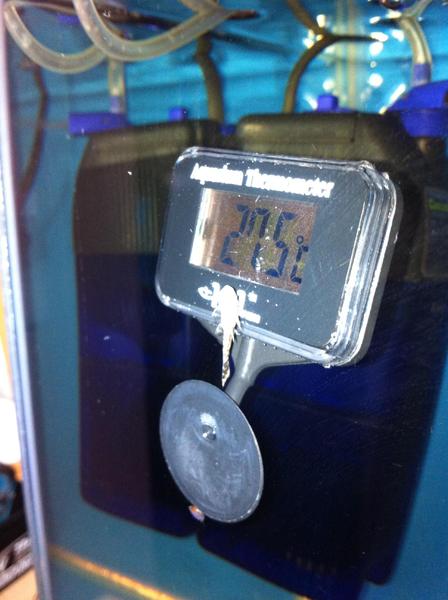 Baby pleco's 001.jpg