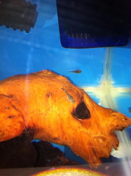 Baby pleco's 003.jpg