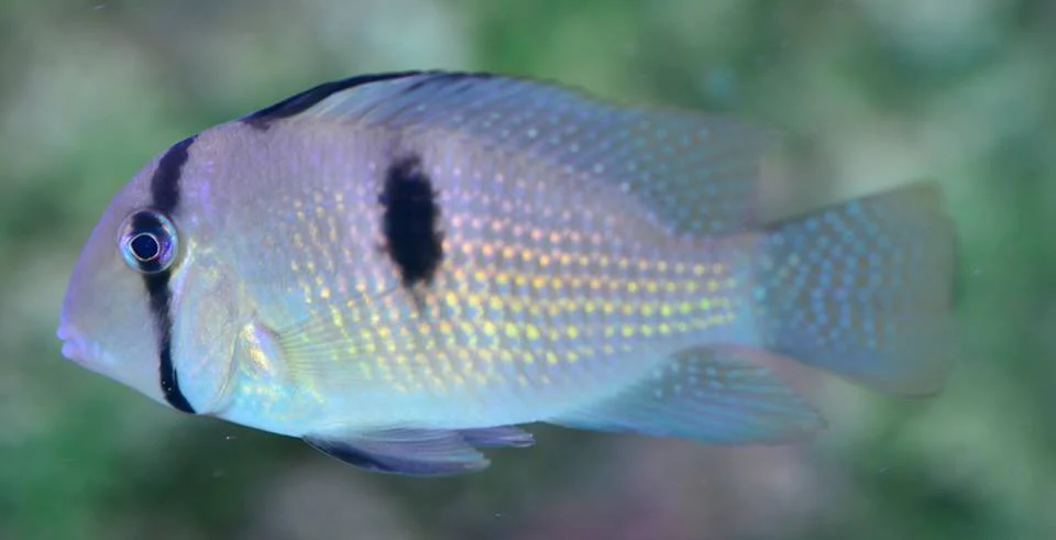 banditcichlid_1200x1200 (1).jpg