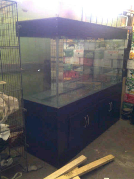 Benoni-20121205-01340.jpg