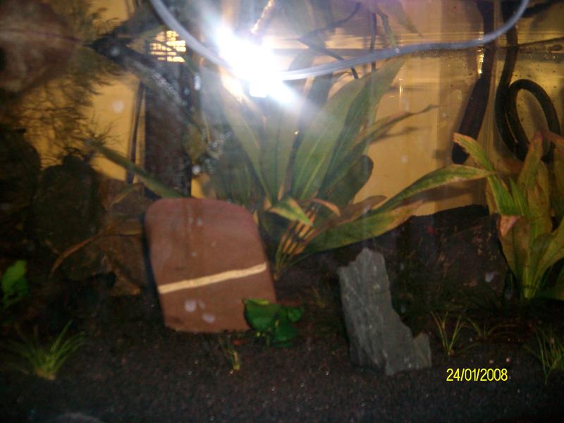 betta set up 003.jpg