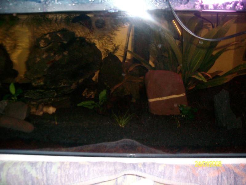 betta set up 004.jpg