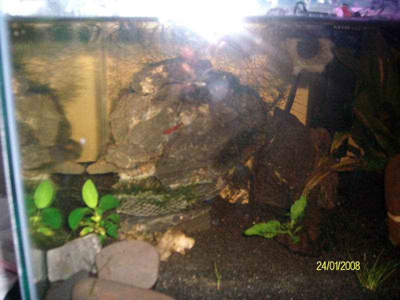 betta set up 005.jpg
