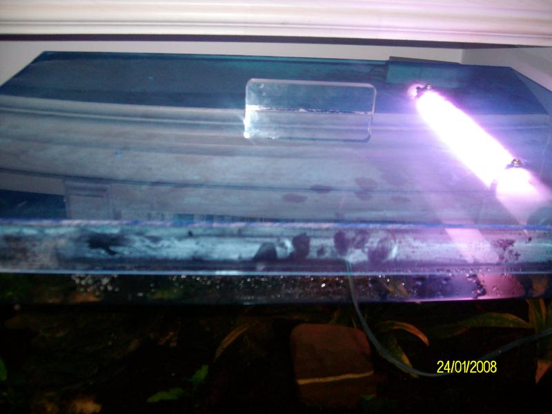 betta set up 006.jpg