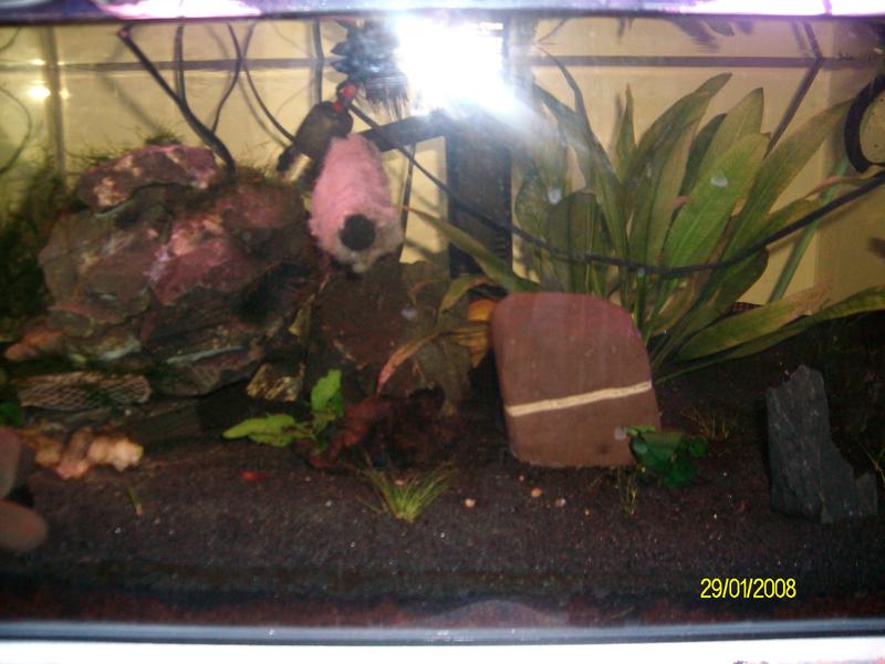 betta set up 009.jpg