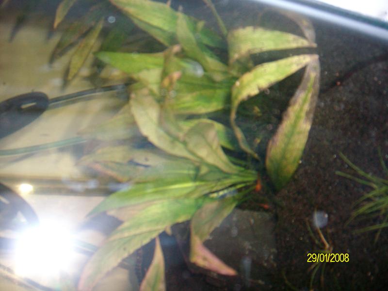 betta set up 012.jpg