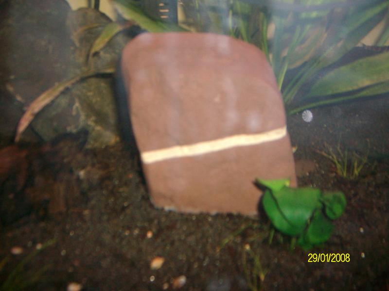 betta set up 013.jpg