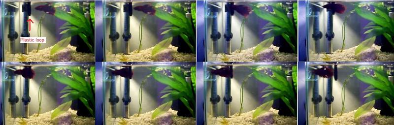 betta tricks.jpg