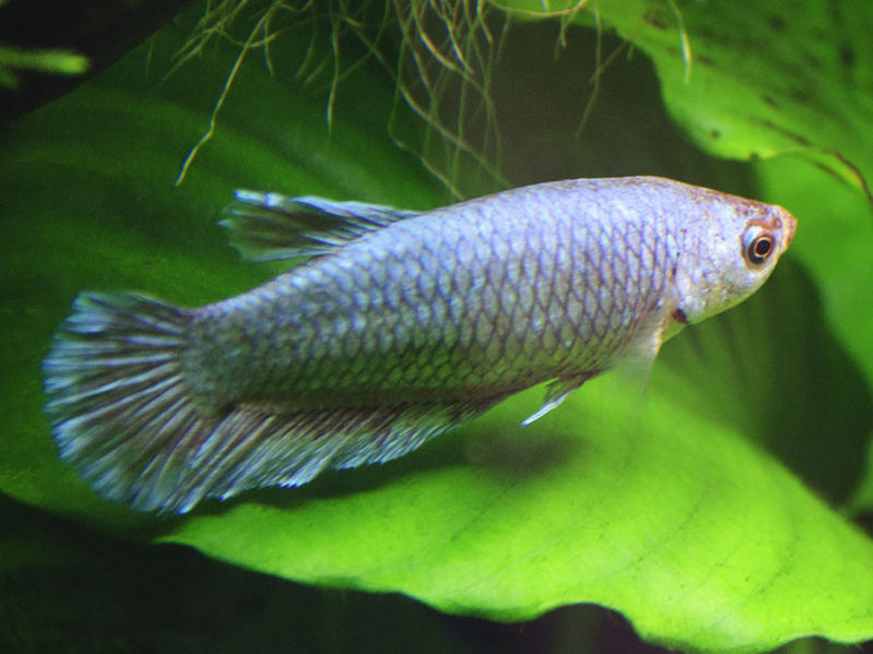 betta1.jpg