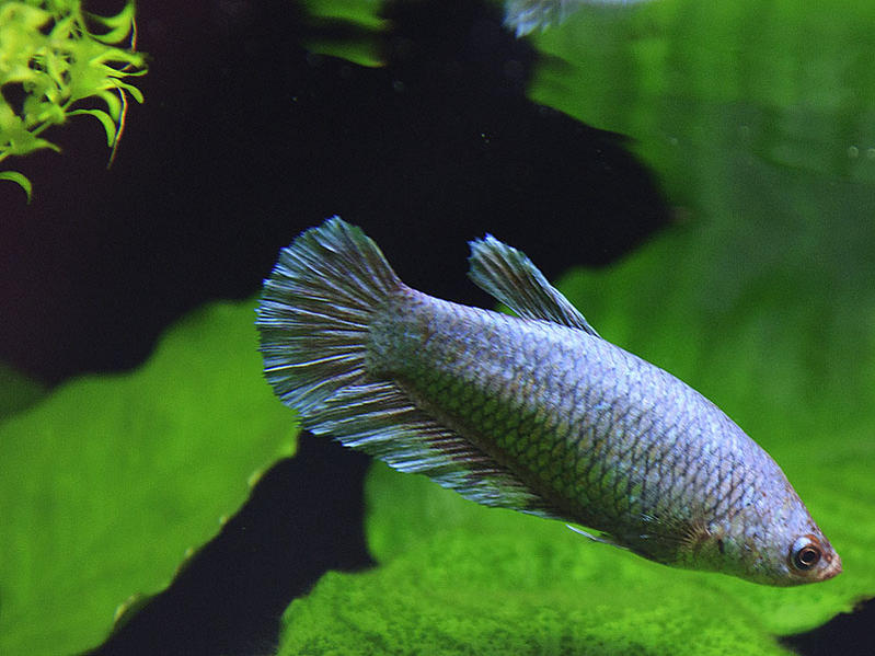 betta2.jpg
