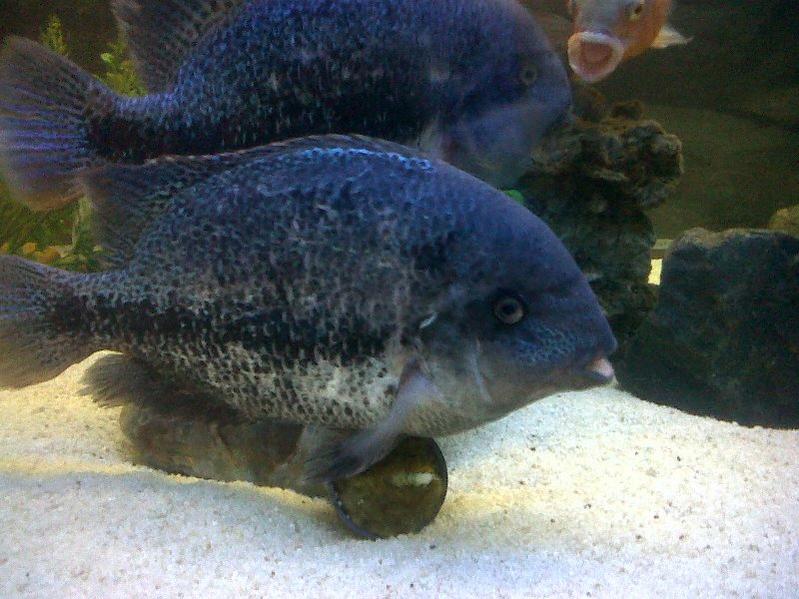 Big Blue Cichlid1.jpg