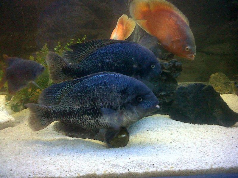 Big Blue Cichlid2.jpg