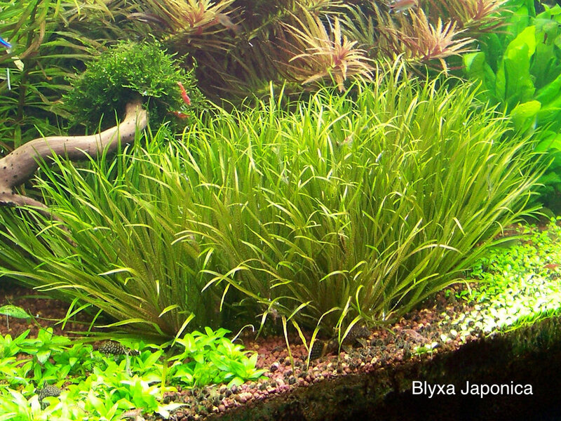 Blyxa Japonica.jpg