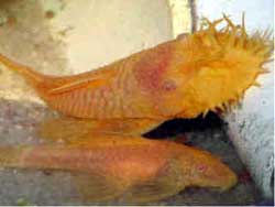 bristlenose-pleco-pair.jpg