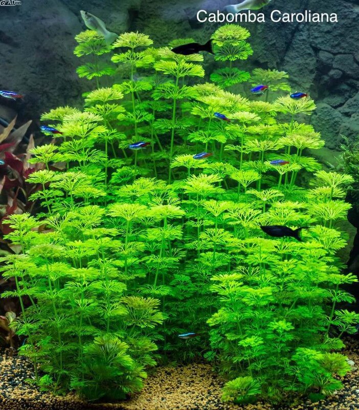 Cabomba Caroliana.jpg