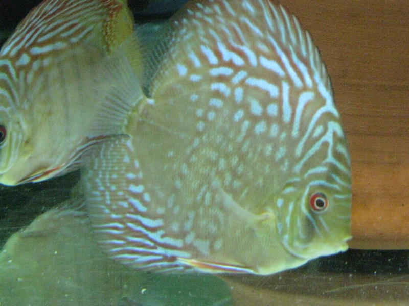 canon 21032013 063.jpg