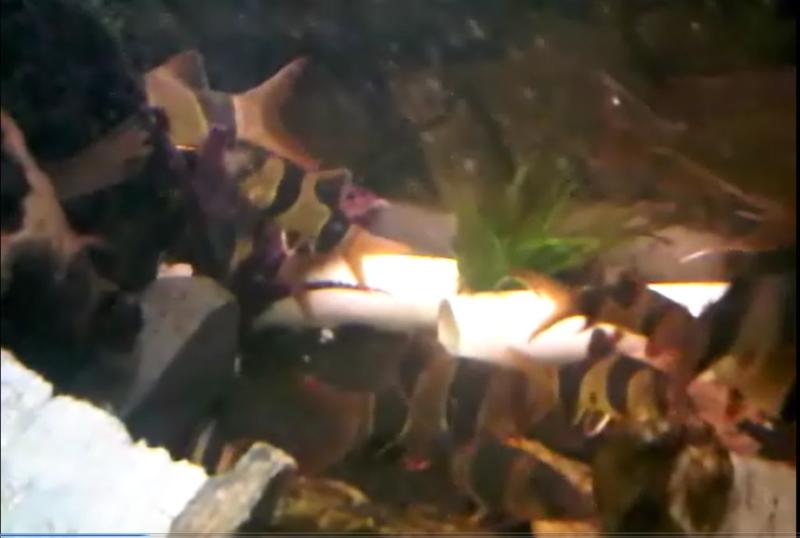 clown loaches.jpg