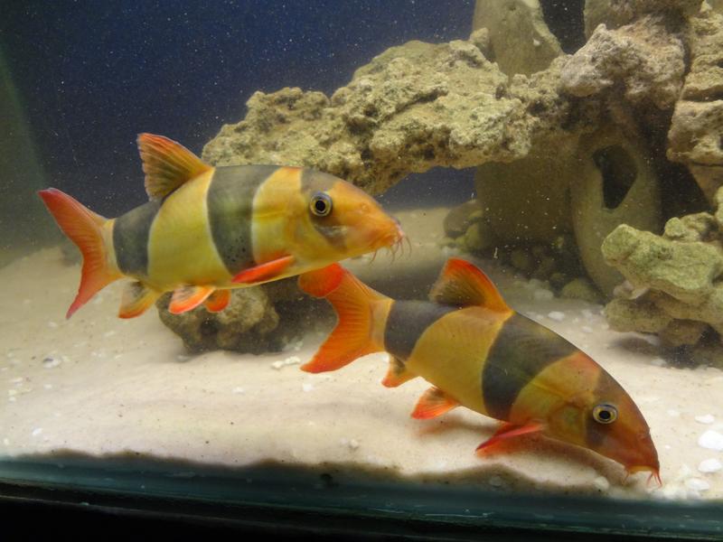 clowns 16Jan2014 a.jpg