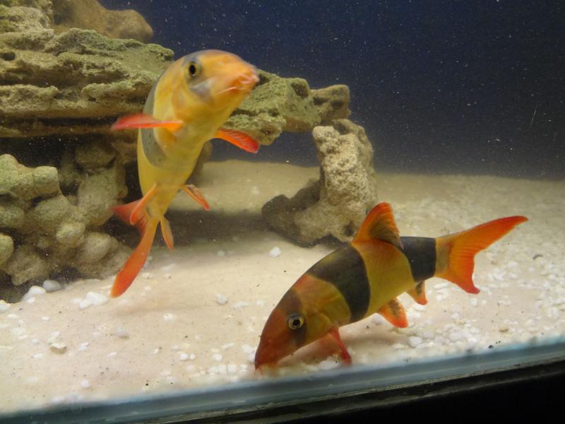 clowns 16Jan2014 b.jpg