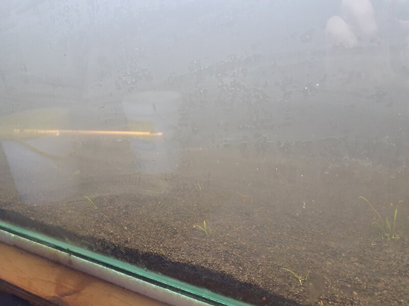 Cobra grass murky.jpg