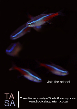 comp2ads-copy-jpg.jpg