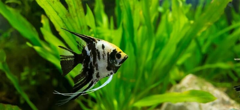 Compatibility-Guide-for-Angelfish-Tank-Mates.jpg