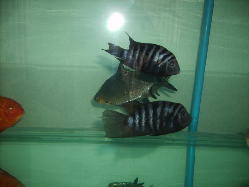 Convicts 1.jpg