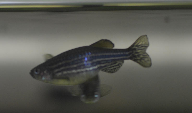 danio.jpg