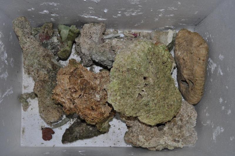 Dead Rock.jpg