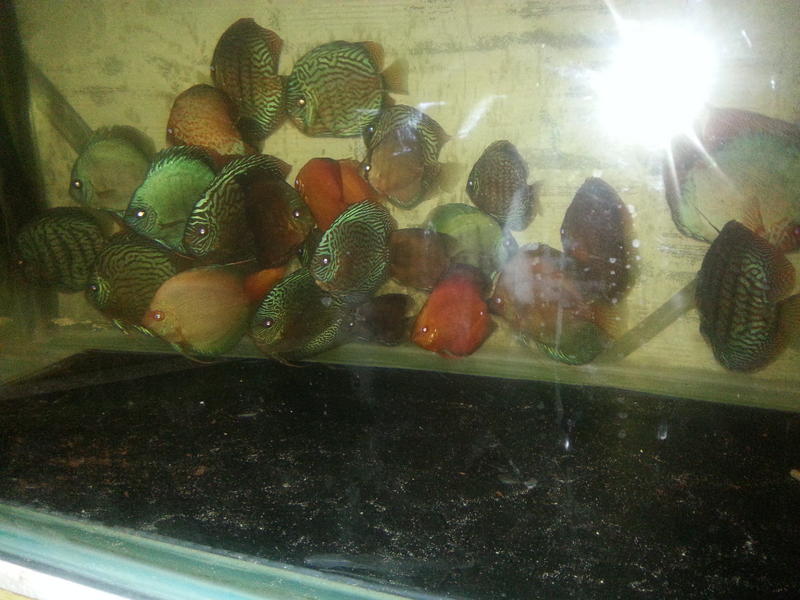 Discus 1.jpg