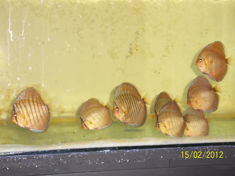 Discus and random 169.jpg